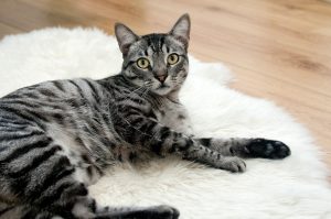 How To Groom A Cat Properly – 7 Tips