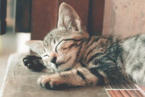 Common Reasons Why Your Cat Is Throwing Up Clear Liquid