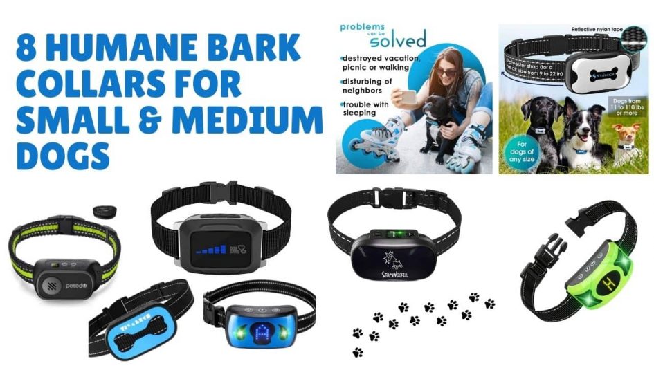 8 Humane Bark Collars for Small & Medium Dogs – All You Need To Know