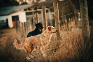 Invisible Fence for Dogs: All you need to know