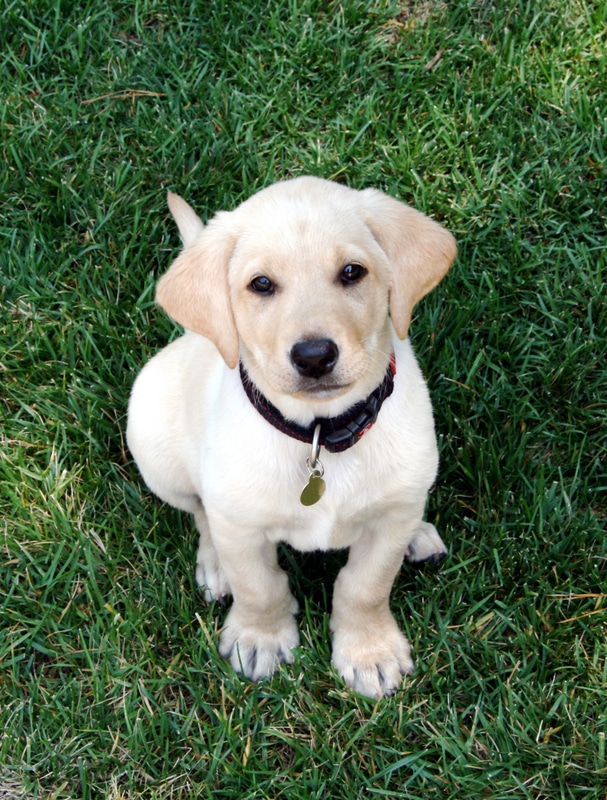 What You Need to Know About Making a Puppy Potty Schedule