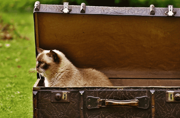 Who Should Buy a Cat Litter Box?