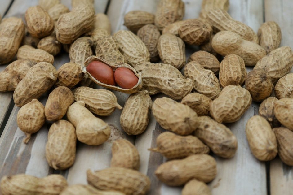Dogs and Peanuts – All You Need to Know