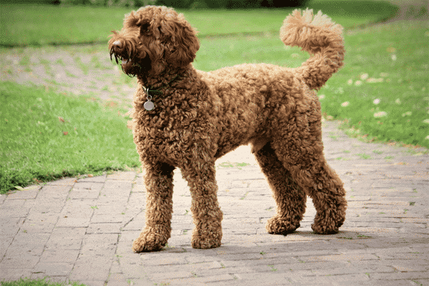 7 Things You Probably Didn’t Know About Poodles