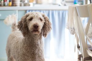 Everything You Need To Know About Caring For a Poodle
