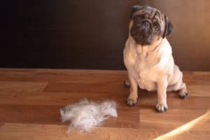 How to Keep Dog Hair Under Control in the House