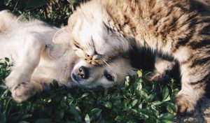 100 Unique Names for Cats and Dogs in 2021