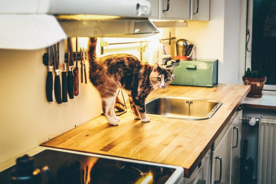 Tips On How to Make Your Home Pet Proof