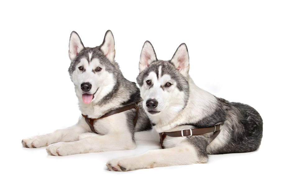Two Siberian Husky dog breed
