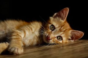 How to Tell If a Cat Is in Pain | Top Signs to Look For