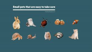 What Small Pets Are Easy To Take Care Of?