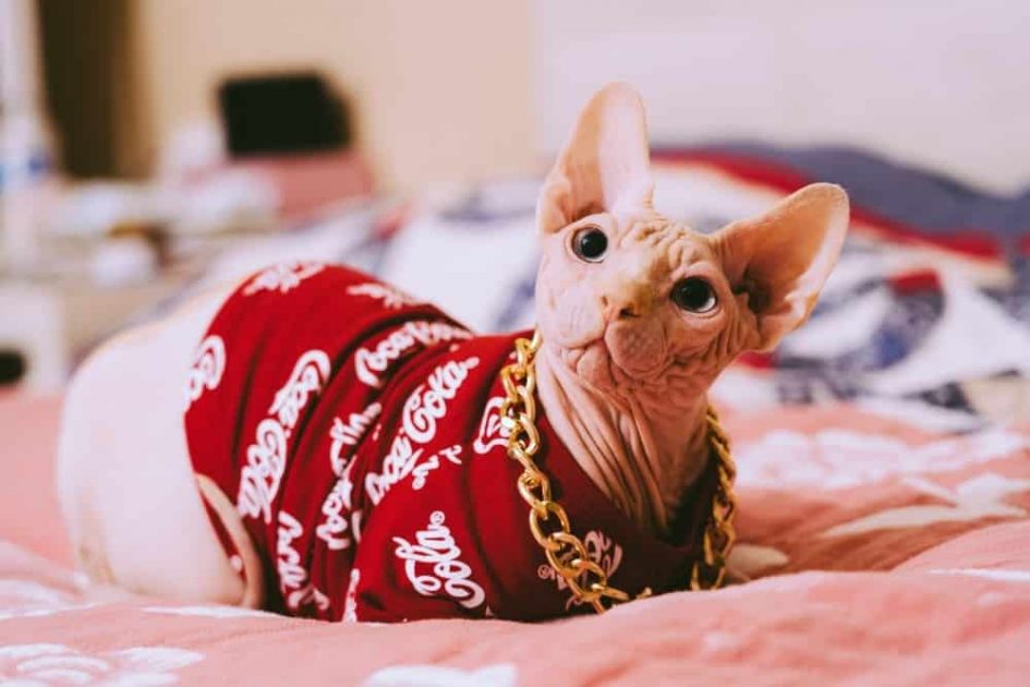 Caring for a Sphynx Cat – All You Need to Know