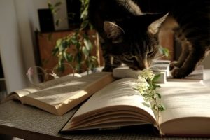 Essential Books Cat Owners Should Read