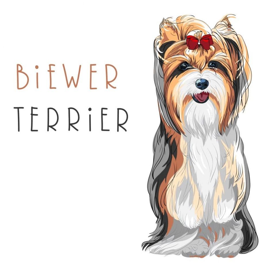 Learn All About the New 2021 AKC-Recognized breed: Biewer Terrier