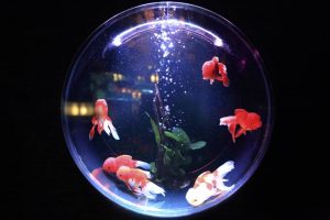 Top Most Unique Freshwater Aquarium Fish to Keep at Home