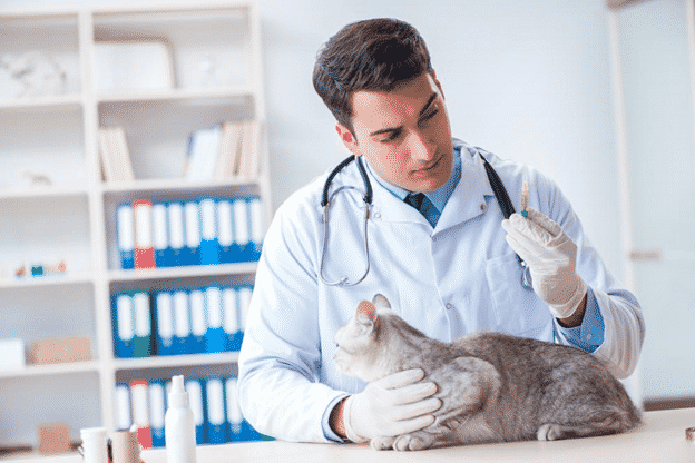 8 Common Health Problems to Watch Out For in Cats