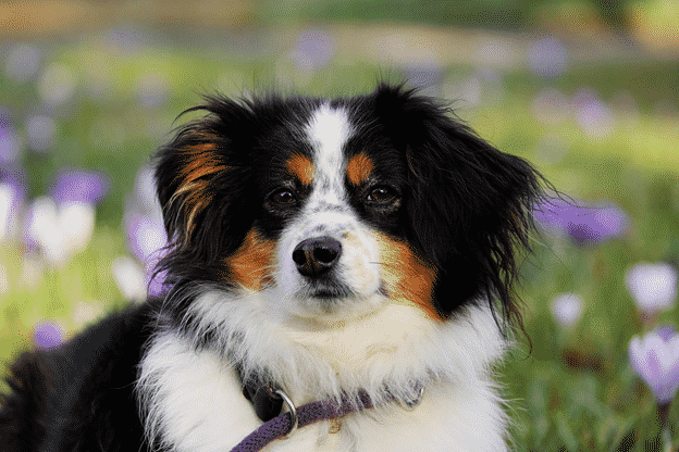 Most High Maintenance Dog Breeds Perfect for Pampering Pooch Parents