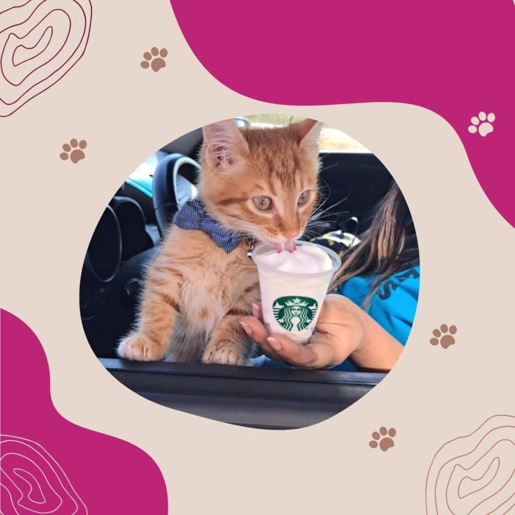 Are Puppuccinos for Cats?
