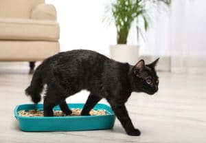 The Complete Guide to Cat Litter Box Training