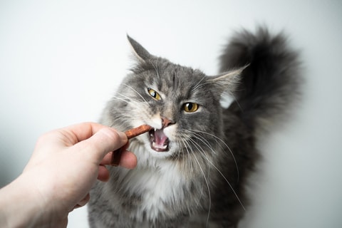 Cat dental treats