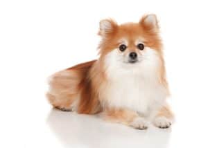 Are Pomeranians Friendly With cats?