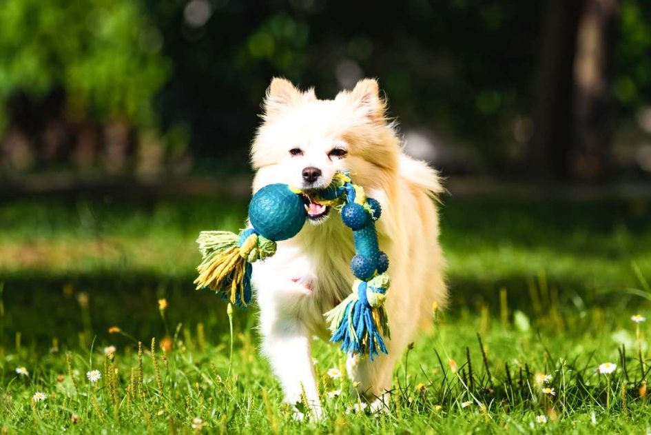 Dog Breeds That Get Along With Pomeranians