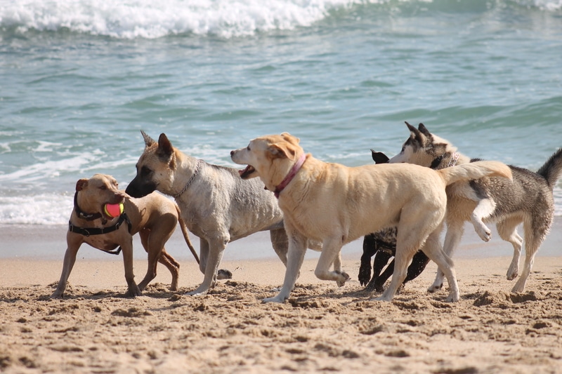 Our Guide to Socializing Different Dog Breeds