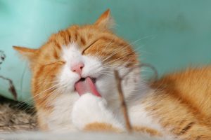 How Do Cats Act When They Have a Bad Tooth?