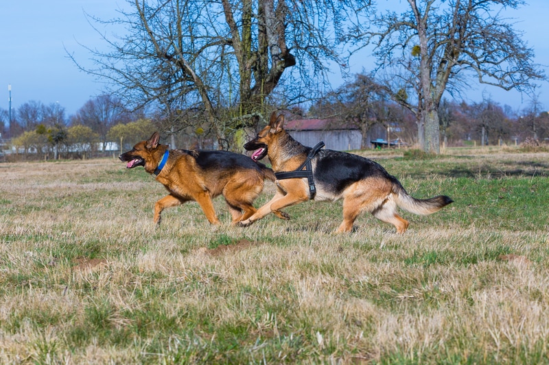 How Much Exercise Does a German Shepherd Need?