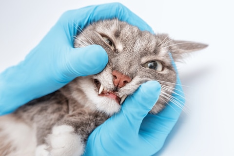 Veterinarian dentist checks condition and health of the cat's teeth in the clinic