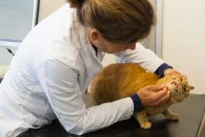 How to Help a Cat with Dental Health Problems?