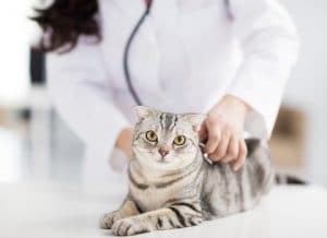 Cat Care Guide: Common Cat Diseases to Watch Out For