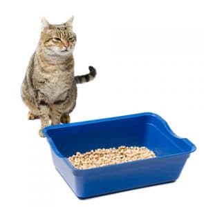 Did Your Cat Stop Using The Litter Box? These Are The Reasons Why