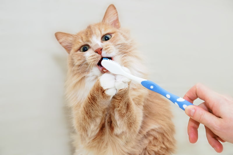 Seven Alternatives to Brushing Cat’s Teeth