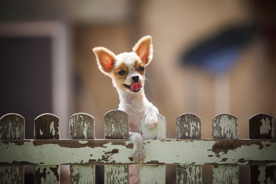 Everything You Need to Know About a Dog Wireless Fence