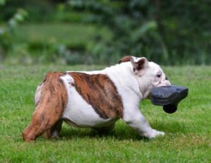 Is Your Dog Stealing & Guarding Objects? Here’s What to Do