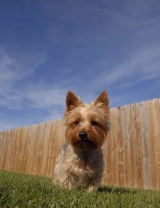 6 Ways To Keep Your Dog In The Yard Without A Fence