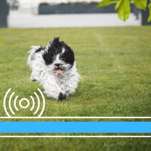 How Does a Wireless Dog Fence Work?