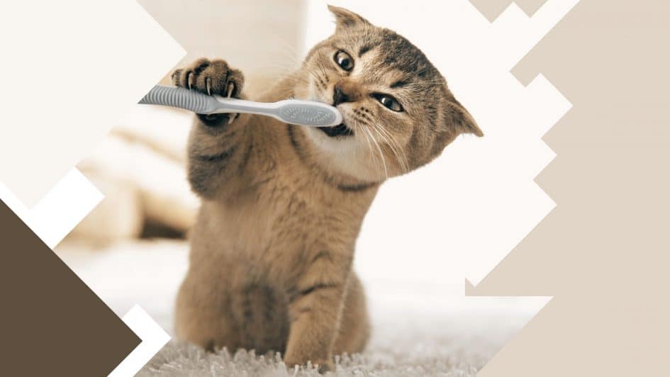 The 5 Best Cat Toothpastes in 2021