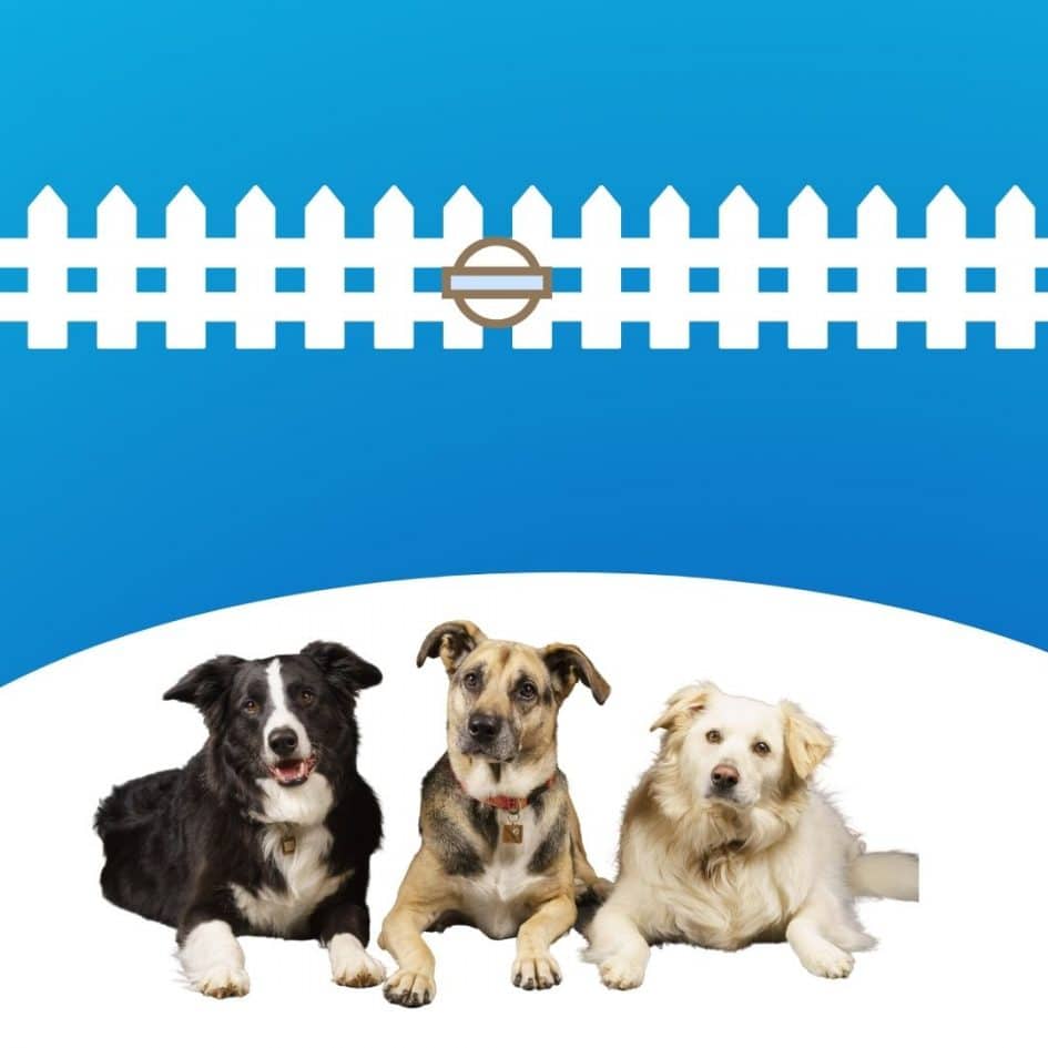 Underground Dog Fence: 5 Reasons You Should Install One