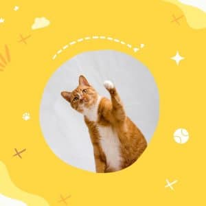 6 Mistakes Cat Owners Make