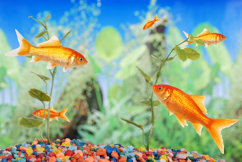 8 Essential Steps in Cleaning a Fish Tank