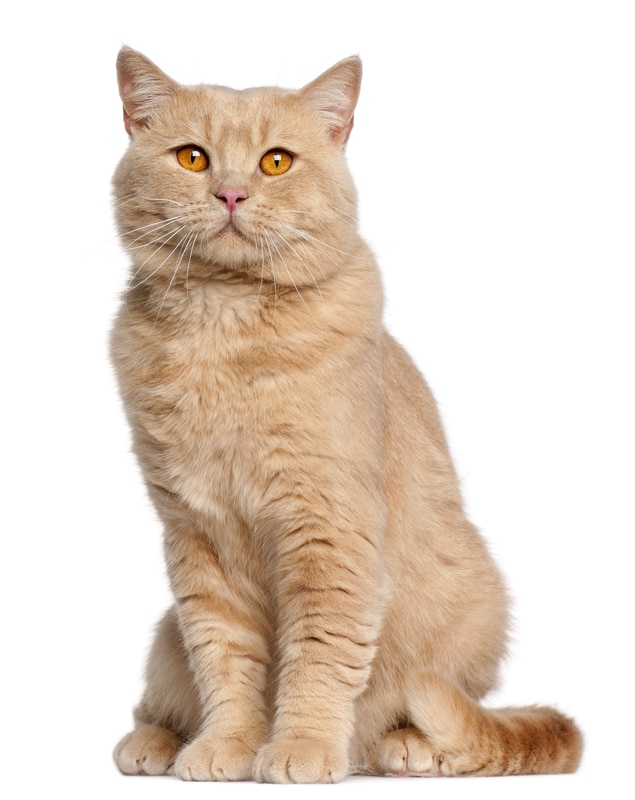 British Shorthair cat breed
