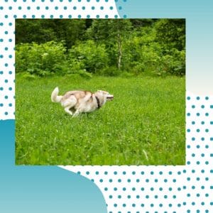 The Biggest Thing You Need to Know About Exercise for Huskies