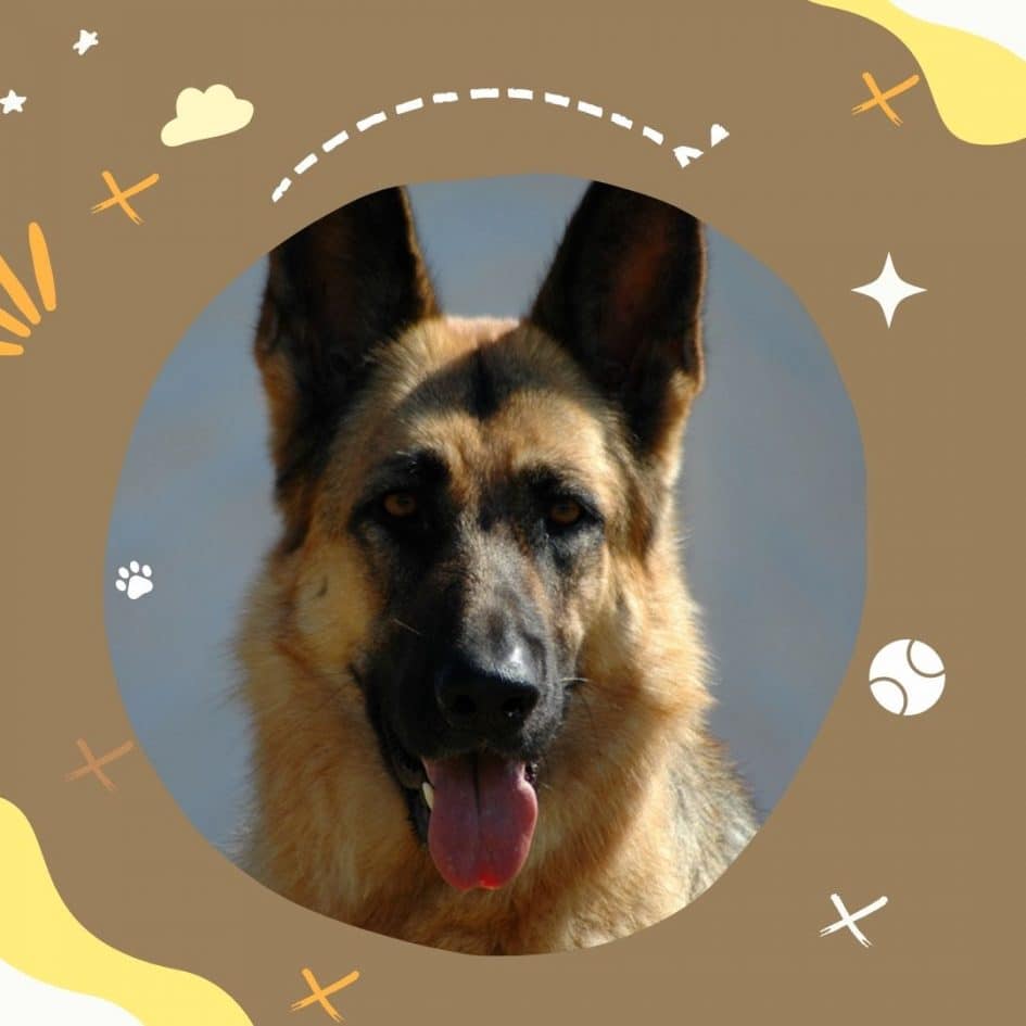 How Long Does it Take for a German Shepherd to Give birth?