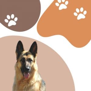 How Long Are German Shepherds Pregnant?