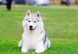 10 Dog Breeds That Get Along With Huskies