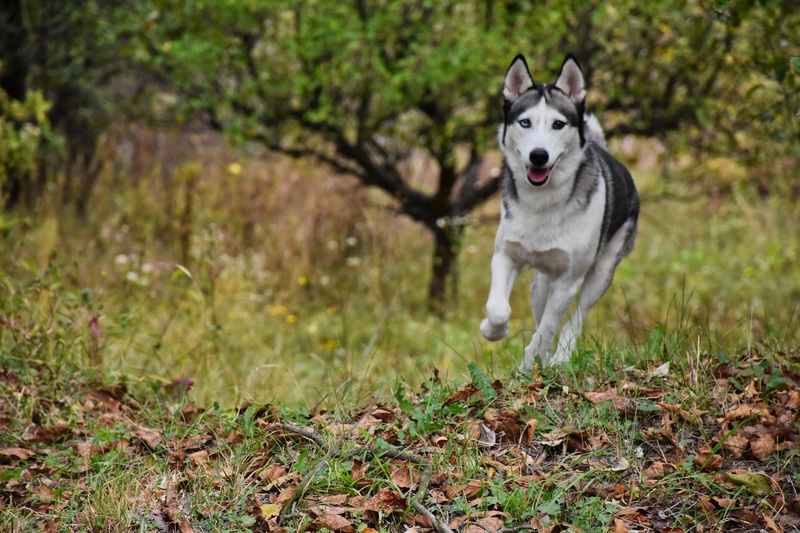 Ideal Amount of Exercise For Huskies