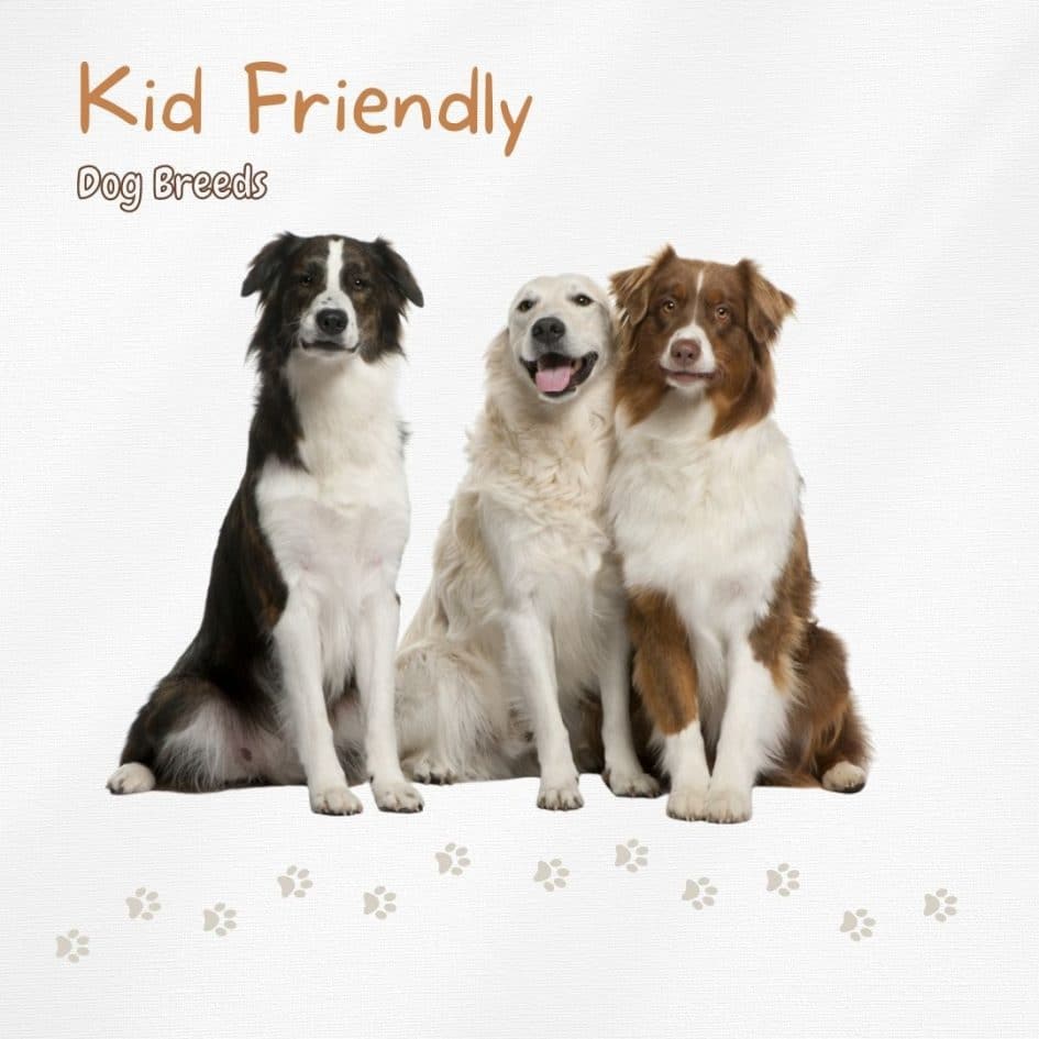 5 Kid-Friendly Dog Breeds That You Can Get as Pets