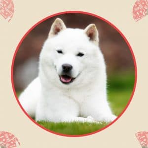 5 Large Japanese Dog Breeds